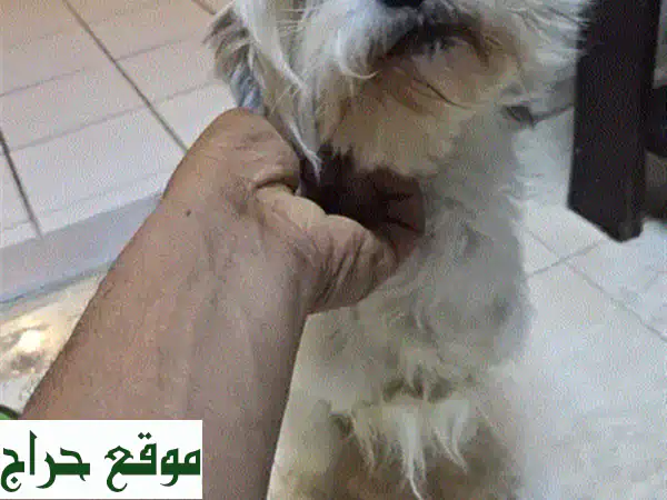 فرصة لا تعوض! كلب مالتيز مكس "بروس" - رفيقك المطيع والمدرب جاهز لمنزل دافئ. 3