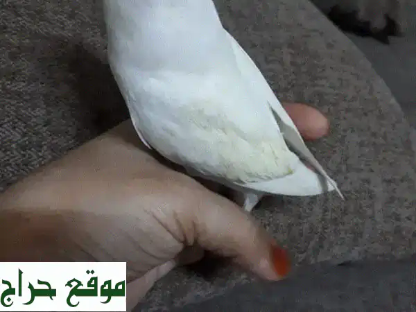 Latino and albino red eye love birds for sale(1 pc) 3