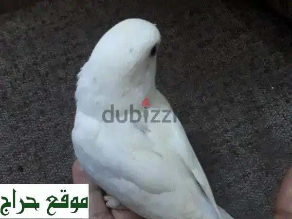 Latino and albino red eye love birds for sale(1 pc) 4