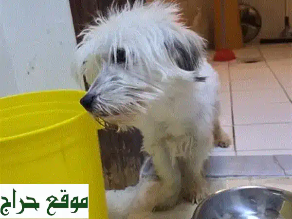 فرصة لا تعوض! كلب مالتيز مكس "بروس" - رفيقك المطيع والمدرب جاهز لمنزل دافئ. 2