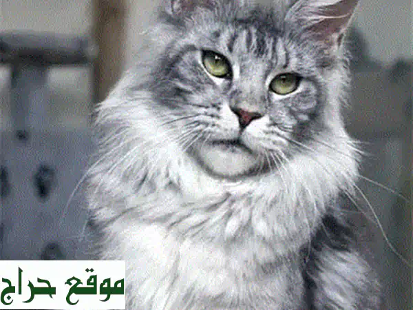 Imported white Maine Coon Available on order Mainecoon 4
