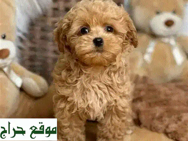 جرو مالتيبو توي صغير للبيع 🐾 أجود الأنواع متوفرة الآن في نيو جديدة! 3