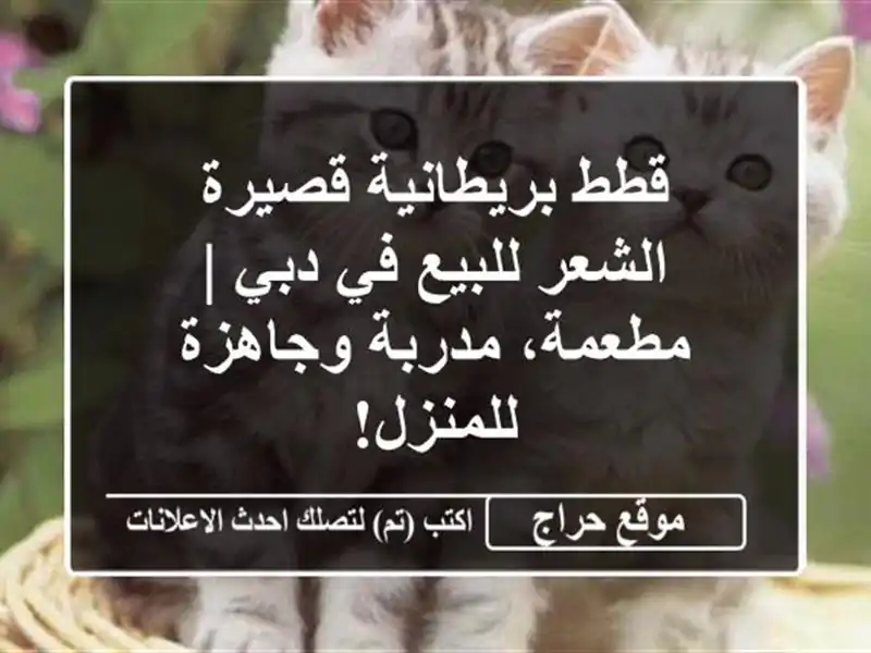 قطط بريطانية قصيرة الشعر للبيع في دبي | مطعمة، مدربة وجاهزة للمنزل!