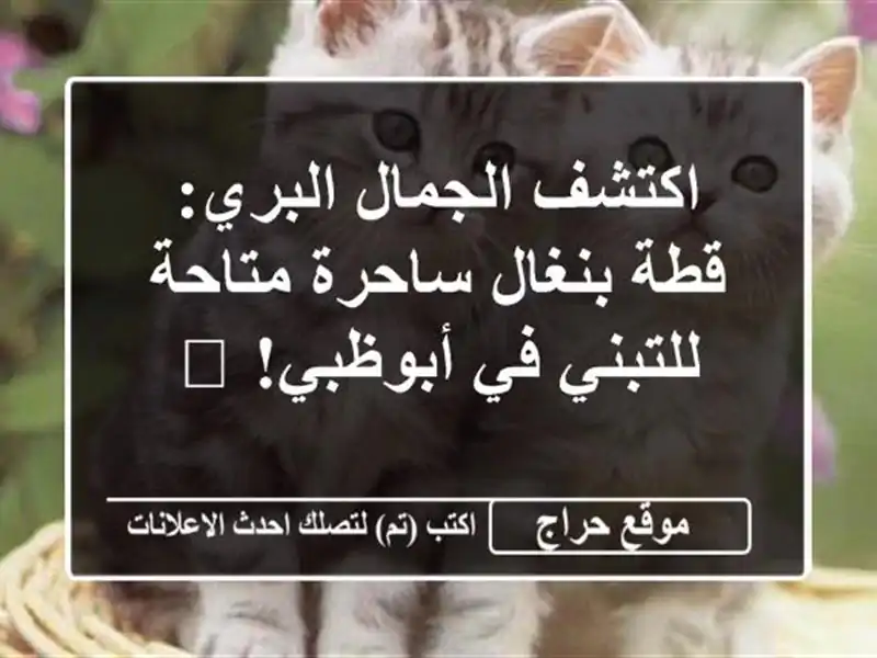 اكتشف الجمال البري: قطة بنغال ساحرة متاحة للتبني في أبوظبي! 🐾