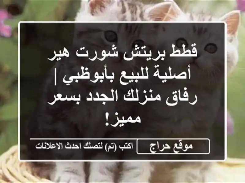 قطط بريتش شورت هير أصلية للبيع بأبوظبي | رفاق منزلك الجدد بسعر مميز!