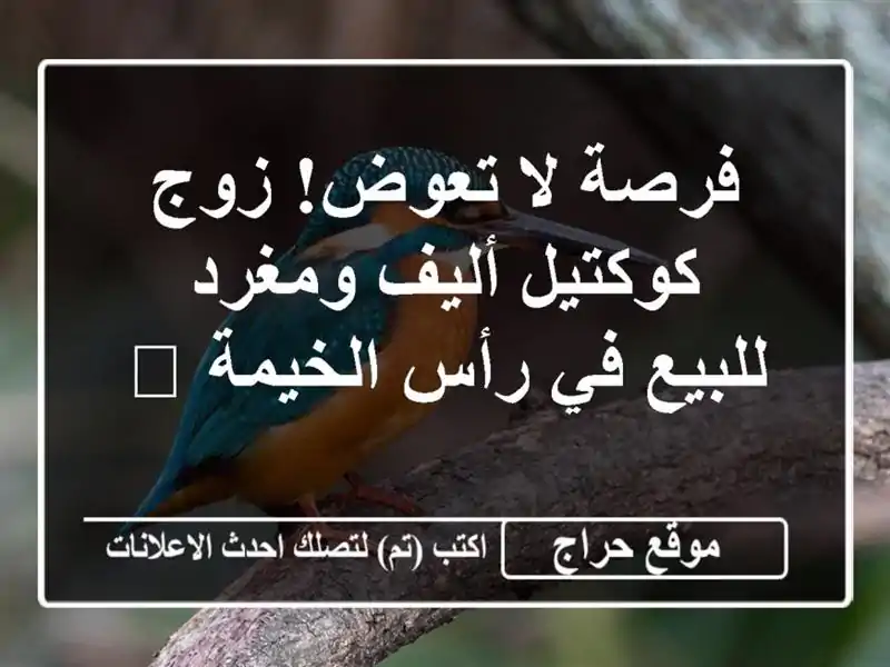 فرصة لا تعوض! زوج كوكتيل أليف ومغرد للبيع في رأس الخيمة 🎶