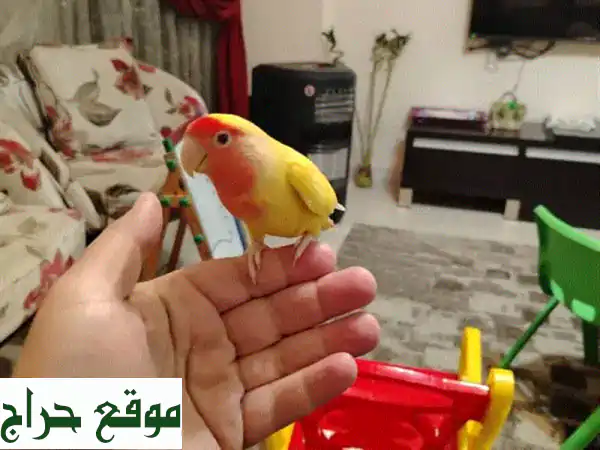 طائر روز الأليف: رفيقك المروض واللعوب (9 أشهر) | تبني سعادة بيتك اليوم! 2