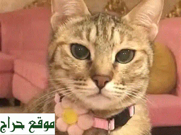 تبنّى قطتك مجانًا: معقمة، مطعمة وجاهزة لمنزل دافئ! (قطط للتبني) 2