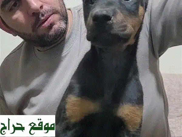 فرصة نادرة! دوبرمان أوروبي ذكر عملاق – جمال استثنائي وقوة مهيبة (بني محروق) 2