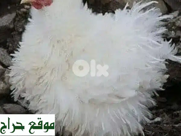 دجاج فريزة قرم (8 أشهر): أحلى الأسعار، جودة لا تُضاهى! 3