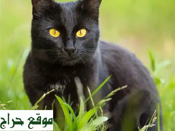 قط بومباي استثنائي للبيع: حارس من الجن وكاشف للسحر والصيد - أمان وتميز لمنزلك!