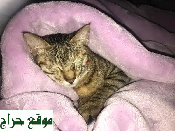 تبنّى قطتك مجانًا: معقمة، مطعمة وجاهزة لمنزل دافئ! (قطط للتبني) 3