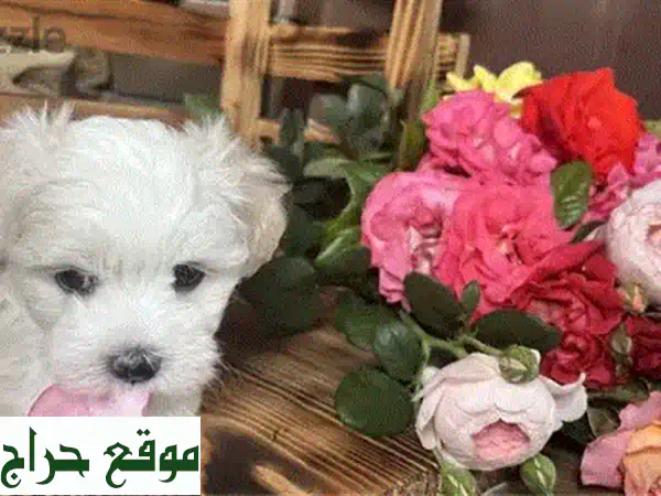جرو بيشون مالطي للبيع في الجديدة: رفيقك المثالي، مضاد للحساسية ومفعم بالحيوية! 4