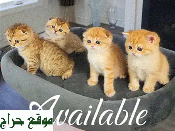 أجمل كيتن فارسي للبيع 😻 | قطط شيرازي نقية، مدربة، وموثقة مع توصيل! 2