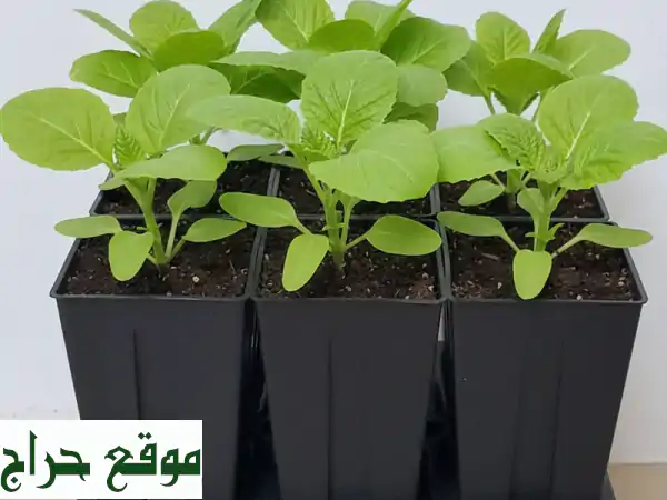 أكواب زراعة الشتلات: أحجام متنوعة لبداية خضراء مثالية! | معدات زراعية