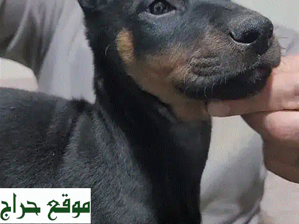 فرصة نادرة! دوبرمان أوروبي ذكر عملاق – جمال استثنائي وقوة مهيبة (بني محروق) 3