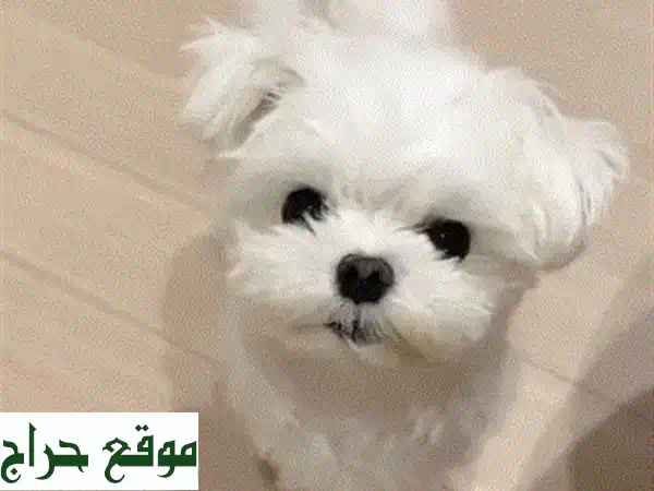 جرو بيشون مالطي للبيع في الجديدة: رفيقك المثالي، مضاد للحساسية ومفعم بالحيوية! 3