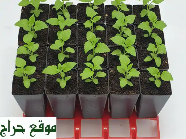 أكواب زراعة الشتلات: أحجام متنوعة لبداية خضراء مثالية! | معدات زراعية 2