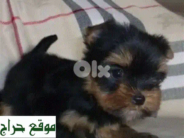 جرو بيشون مالطي للبيع في الجديدة: رفيقك المثالي، مضاد للحساسية ومفعم بالحيوية! 2