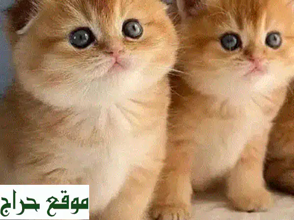 أجمل كيتن فارسي للبيع 😻 | قطط شيرازي نقية، مدربة، وموثقة مع توصيل! 3