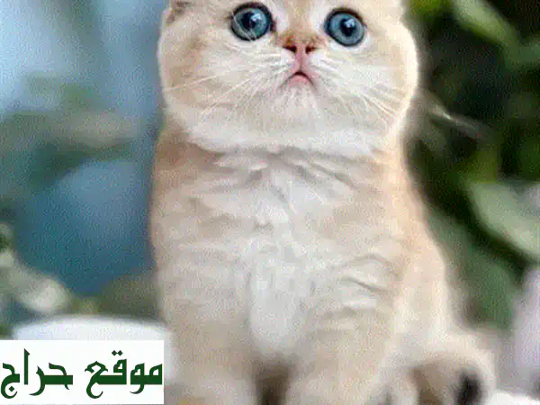 أجمل كيتن فارسي للبيع 😻 | قطط شيرازي نقية، مدربة، وموثقة مع توصيل! 4