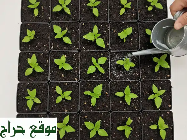 أكواب زراعة الشتلات: أحجام متنوعة لبداية خضراء مثالية! | معدات زراعية 3