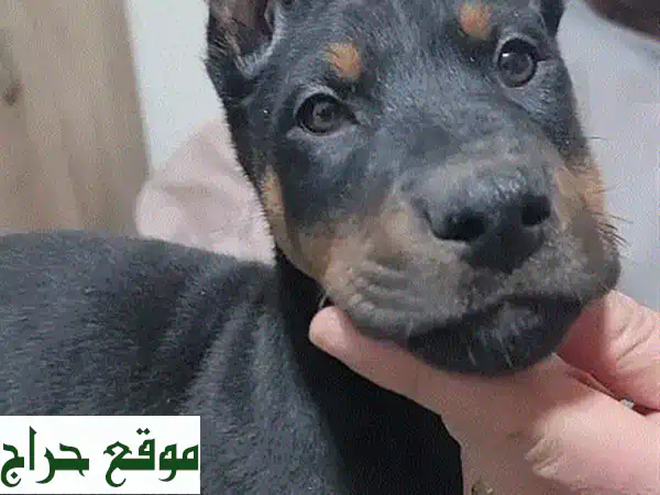 فرصة نادرة! دوبرمان أوروبي ذكر عملاق – جمال استثنائي وقوة مهيبة (بني محروق) 4