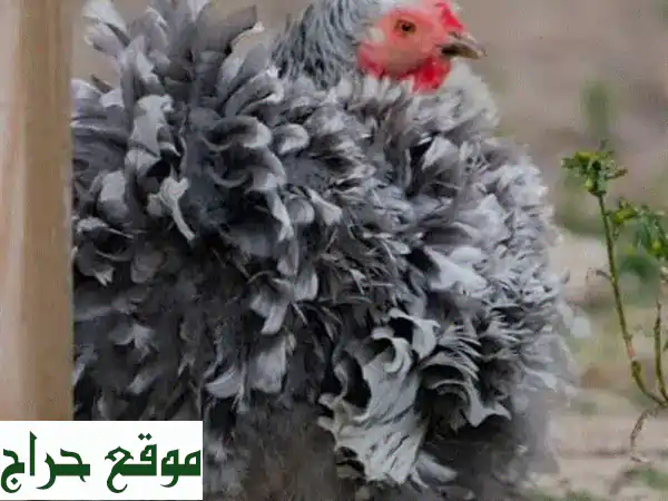 دجاج فريزة قرم (8 أشهر): أحلى الأسعار، جودة لا تُضاهى! 4