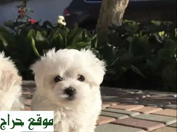 جرو بيشون مالطي للبيع في الجديدة: رفيقك المثالي، مضاد للحساسية ومفعم بالحيوية!
