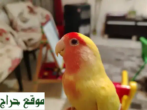 طائر روز الأليف: رفيقك المروض واللعوب (9 أشهر) | تبني سعادة بيتك اليوم!