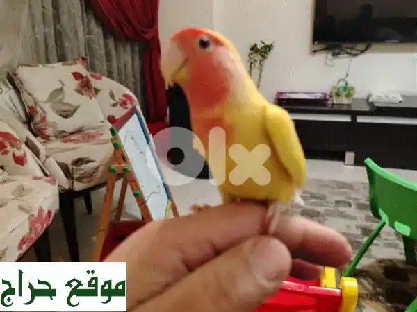 طائر روز الأليف: رفيقك المروض واللعوب (9 أشهر) | تبني سعادة بيتك اليوم! 3