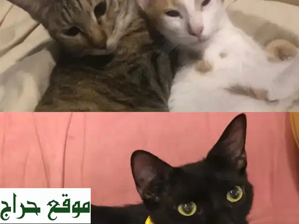 تبنّى قطتك مجانًا: معقمة، مطعمة وجاهزة لمنزل دافئ! (قطط للتبني)