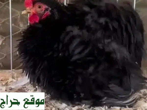 دجاج فريزة قرم (8 أشهر): أحلى الأسعار، جودة لا تُضاهى! 2