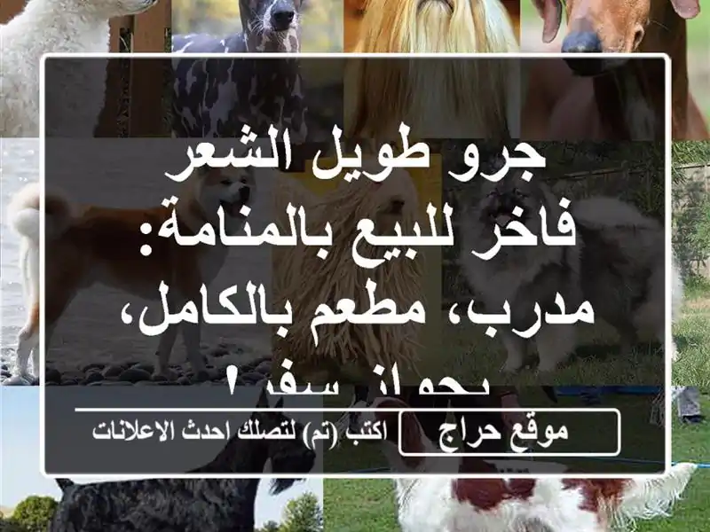 جرو طويل الشعر فاخر للبيع بالمنامة: مدرب، مطعم بالكامل، بجواز سفر!