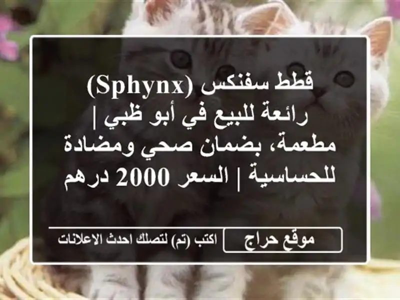 قطط سفنكس (Sphynx) رائعة للبيع في أبو ظبي | مطعمة، بضمان صحي ومضادة للحساسية | السعر 2000 درهم