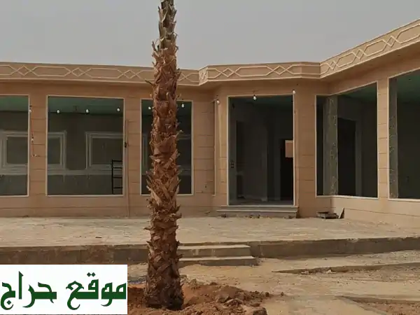 نخل واشنطوني للبيع: 4 أمتار ومقاسات متنوعة | جمال وفخامة لحديقتك ومشروعك 2