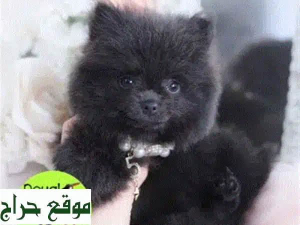 جرو بومسكي مستورد للبيع: رفيقك الذكي المدرب بانتظارك! توصيل متاح 4