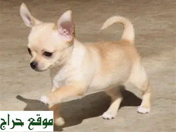 جرو بومسكي مستورد للبيع: رفيقك الذكي المدرب بانتظارك! توصيل متاح 2