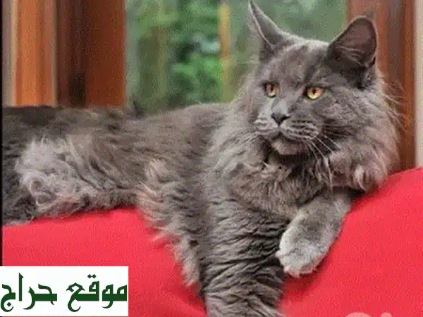 قطط سيفنكس مستوردة للبيع 🐾 ذكور وإناث ودودة ومدربة | مطعمة وجاهزة لمنزلك 4