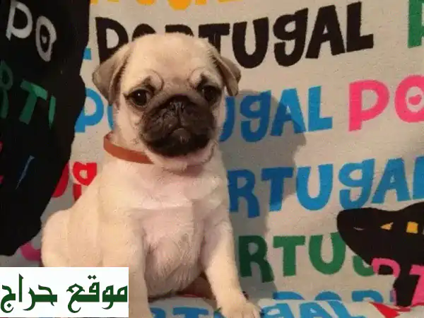 Cutest Imported Pug puppy Delivery available Dog كلب كلاب