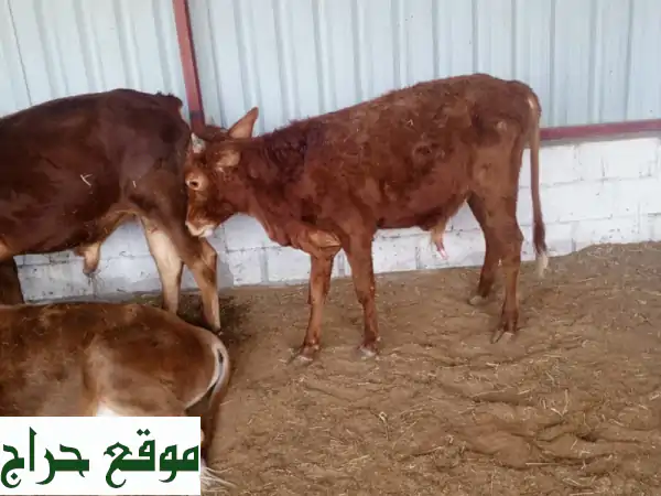 فرصة لا تفوّت! 5 ثيران ممتازة للبيع في العين | جاهزة للتسليم الفوري 3