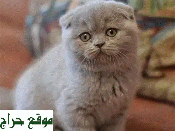 قطة سكوتش فولد للبيع: وجه على شكل قلب فريد! حنونة ومدربة للعائلات | توصيل متاح 3