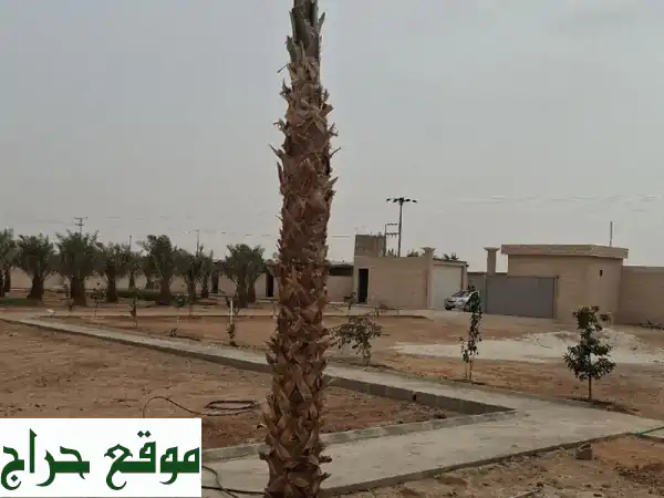 نخل واشنطوني للبيع: 4 أمتار ومقاسات متنوعة | جمال وفخامة لحديقتك ومشروعك 3