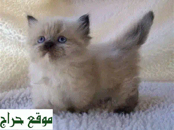 قطة سكوتش فولد للبيع: وجه على شكل قلب فريد! حنونة ومدربة للعائلات | توصيل متاح 4