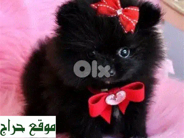 جرو بومسكي مستورد للبيع: رفيقك الذكي المدرب بانتظارك! توصيل متاح 3