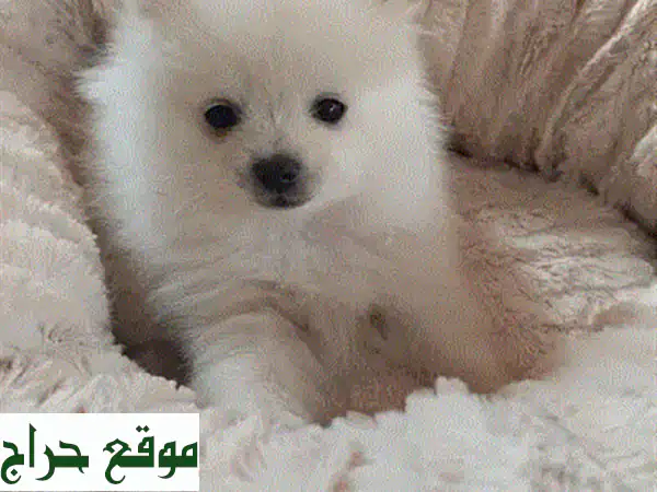 جرو بج مستورد وأصيل للبيع | مدرب على قضاء الحاجة - رفيق العائلة المثالي! 4