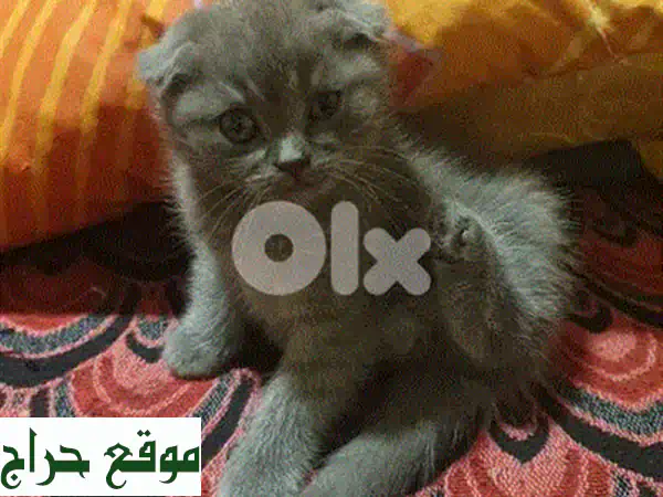 قطة سكوتش فولد للبيع: وجه على شكل قلب فريد! حنونة ومدربة للعائلات | توصيل متاح 2