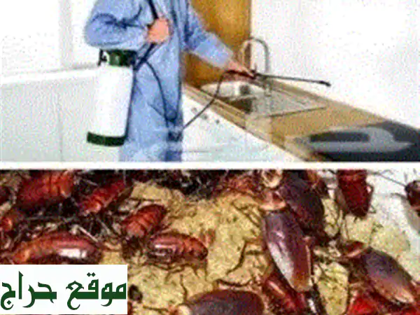 مكافحة الحشرات الشاملة: تخلص نهائي من النمل والصراصير | خدمات احترافية لمنزل آمن وصحي