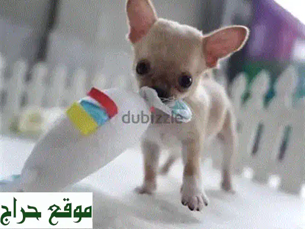 جرو بج مستورد وأصيل للبيع | مدرب على قضاء الحاجة - رفيق العائلة المثالي! 3