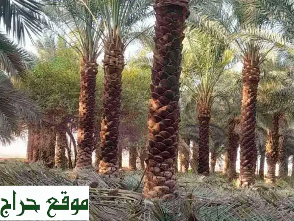 خبراء النخيل: مقاولات شاملة لزراعة ورعاية وصيانة النخيل العربي والوطشني